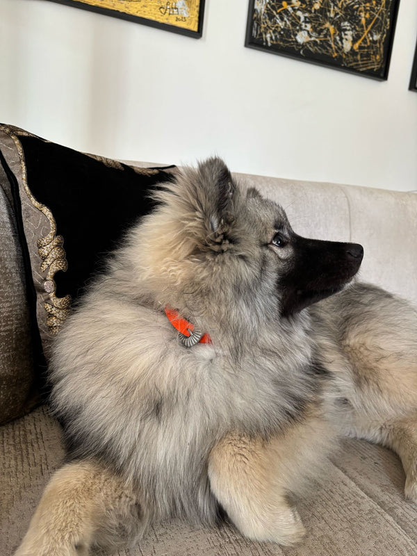 COMMENT LE PORTER ?