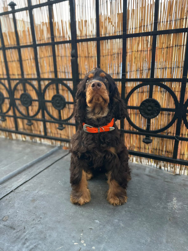 COMMENT LE PORTER ?