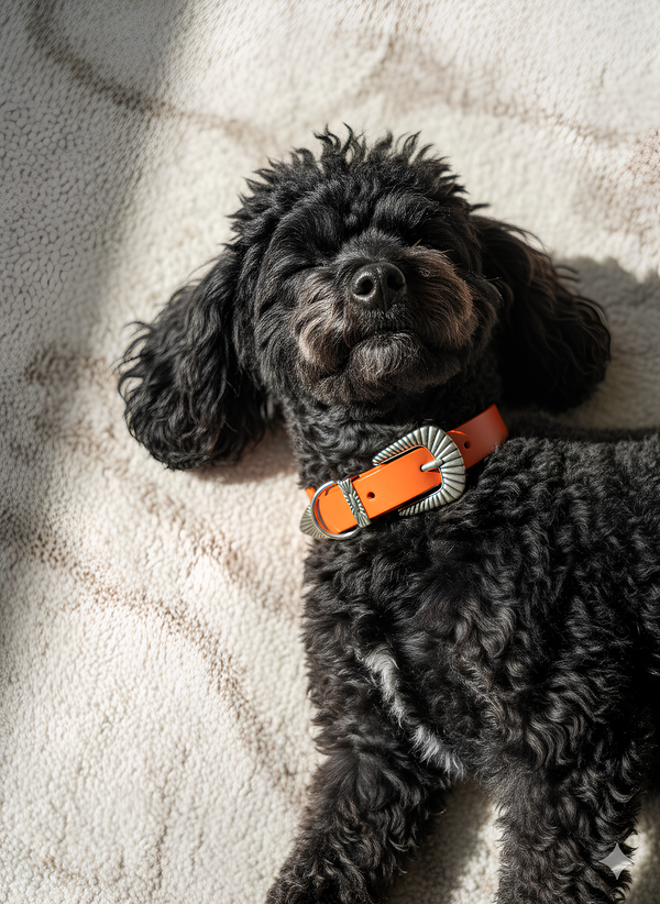 COMMENT LE PORTER ?