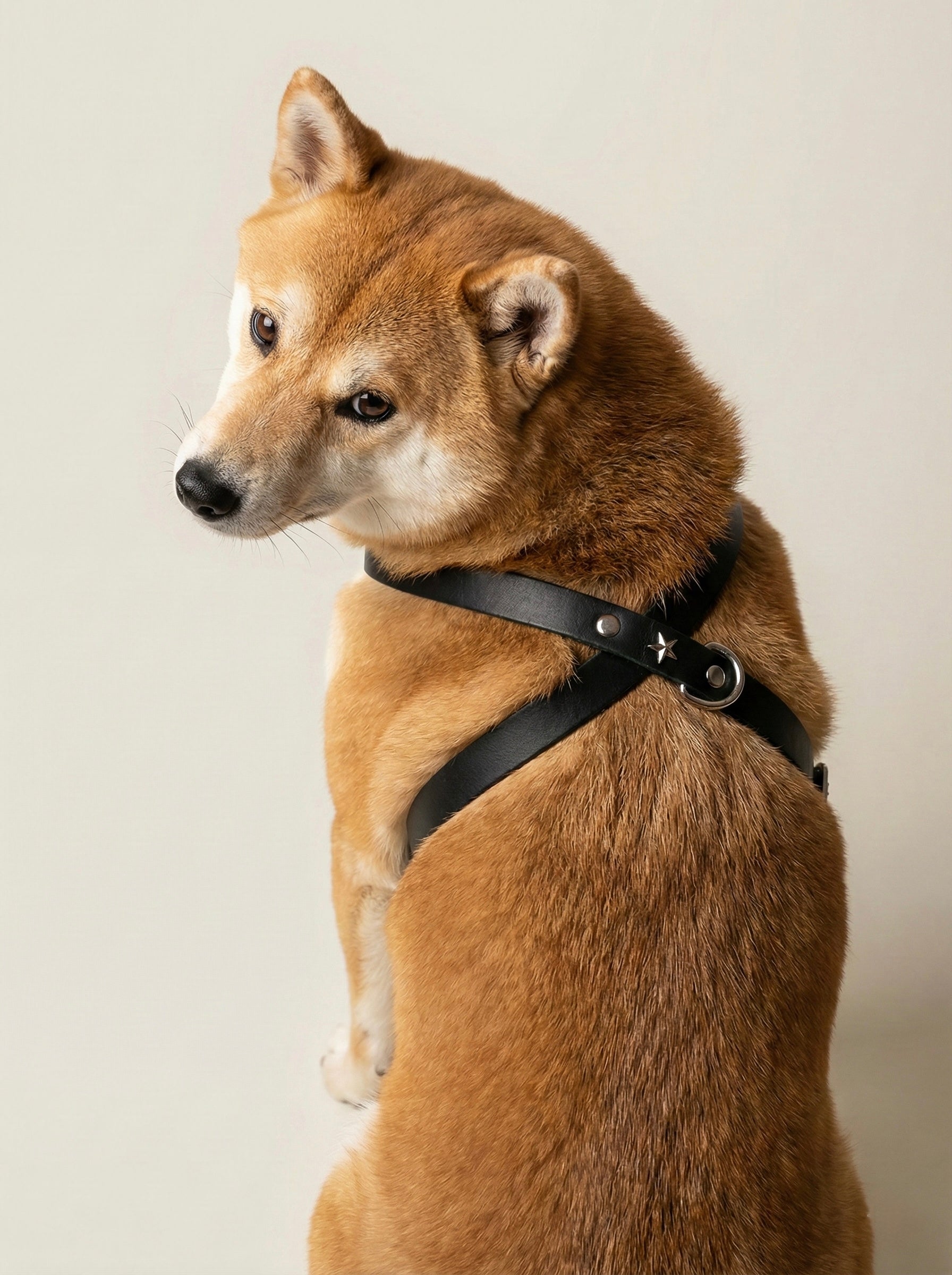 Harnais Rodeo - Noir