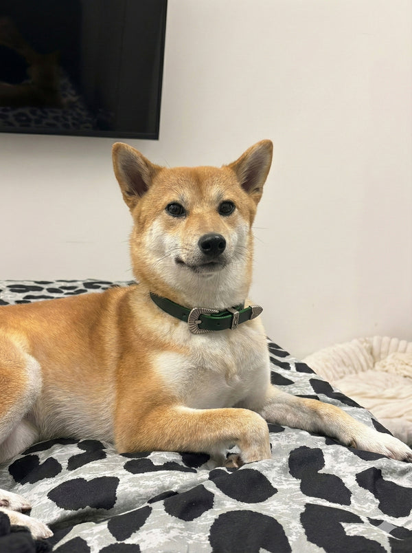 COMMENT LE PORTER ?