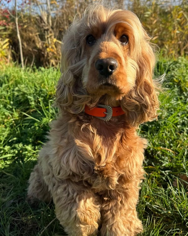 COMMENT LE PORTER ?