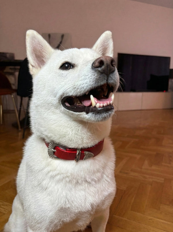 COMMENT LE PORTER ?